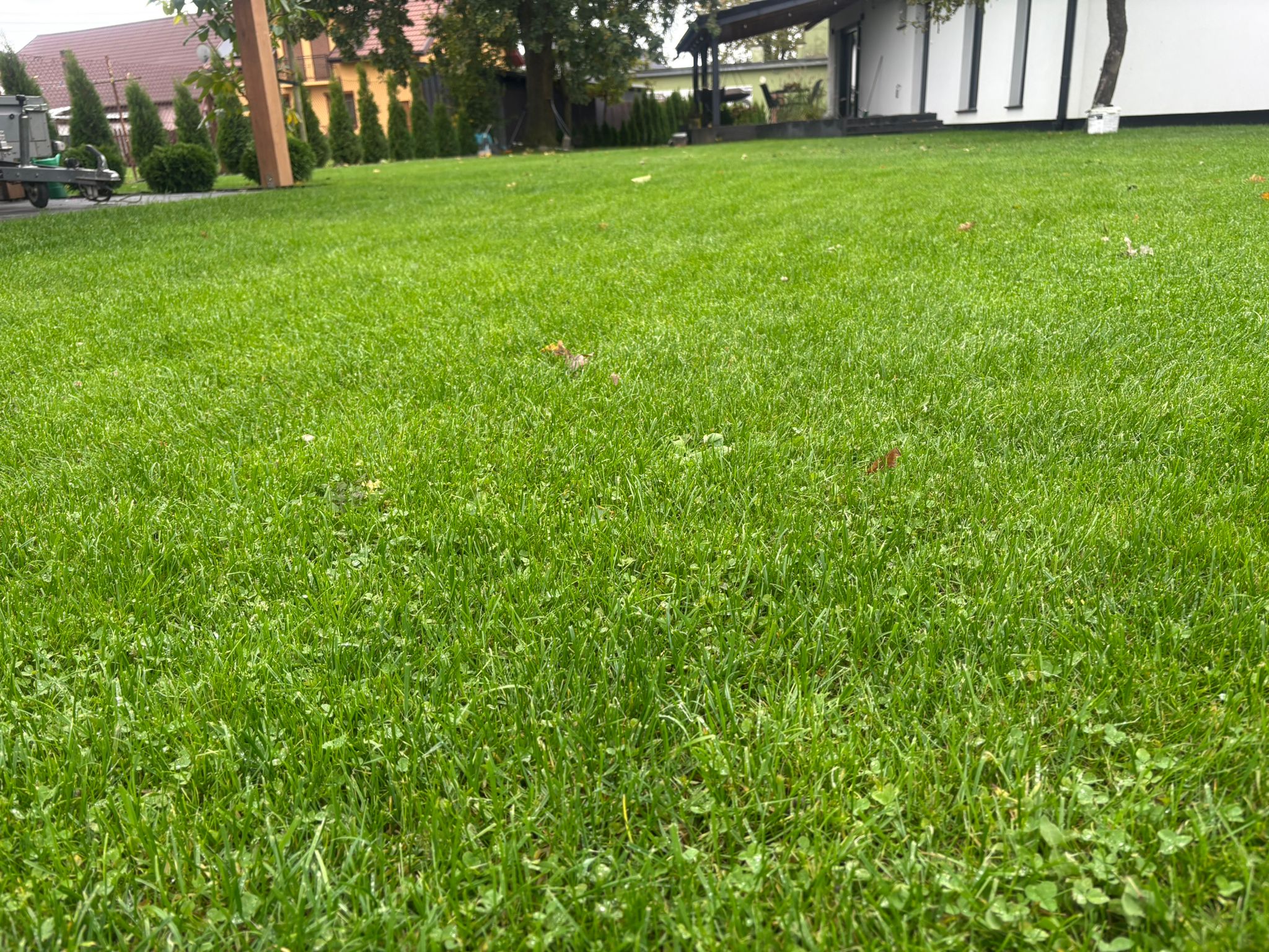 Kiedy przestać nawozić trawnik ?