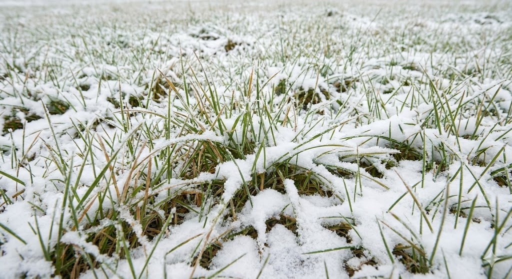 Zimowanie trawnika – czy coś trzeba z nim robić ?